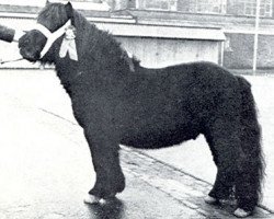 stallion Baron Ubris van de Lingekant (Shetland Pony, 1966, from Ubris v. Offem)