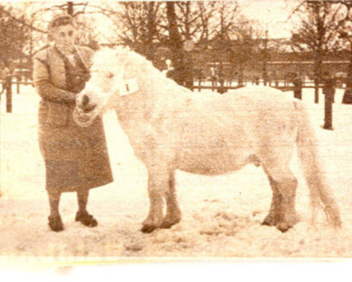 Deckhengst Bim Zilver (Shetland Pony, 1945)