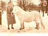 stallion Bim Zilver (Shetland Pony, 1945)