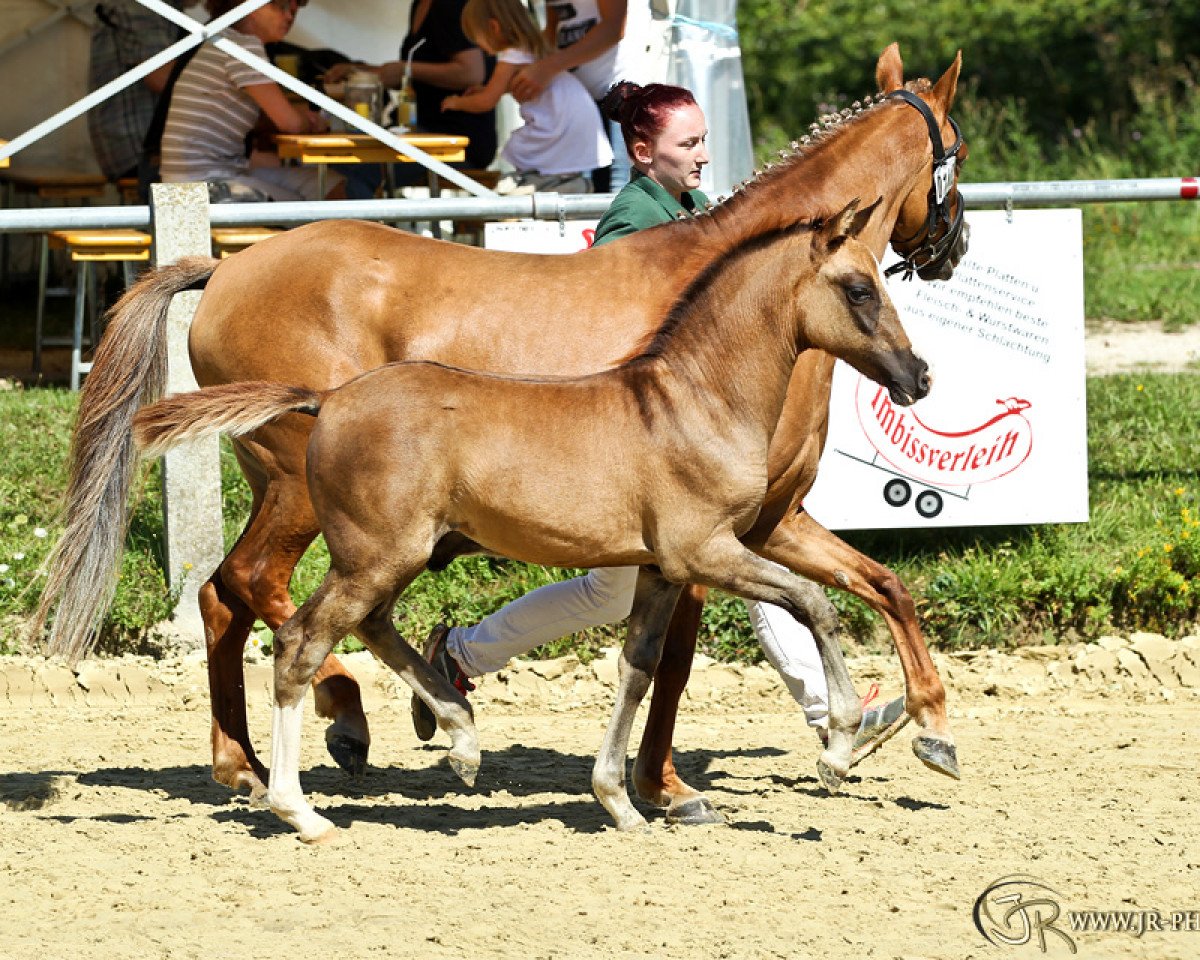 Deckhengst Dancing Flash IC (Deutsches Reitpony, 2015, von Dance Star AT NRW)