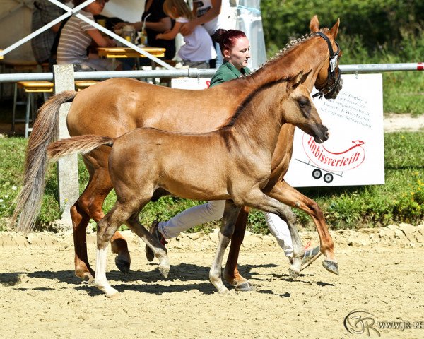 stallion Dancing Flash IC (German Riding Pony, 2015, from Dance Star AT)