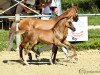 Deckhengst Dancing Flash IC (Deutsches Reitpony, 2015, von Dance Star AT)