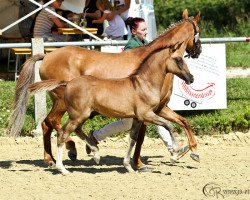 stallion Dancing Flash IC (German Riding Pony, 2015, from Dance Star AT)