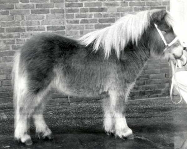 stallion Boltwood Prince Charles (Shetland pony (under 87 cm), 1981, from Boltwood Gold Plate)