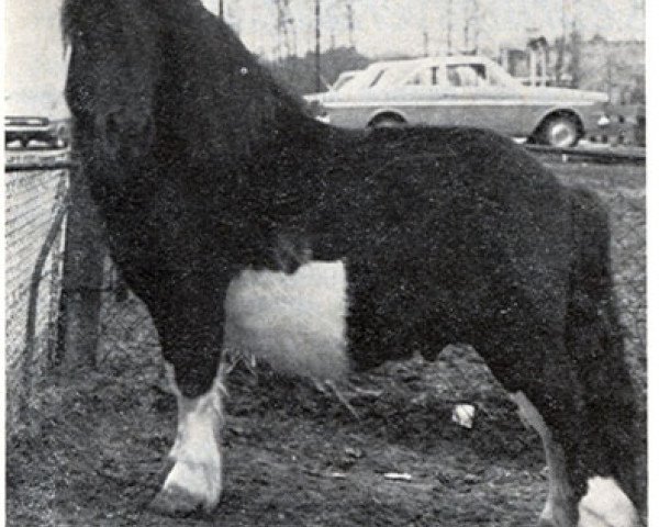 stallion Cambo v.d. Huissensedijk (Shetland Pony, 1967, from Ubris v. Offem)