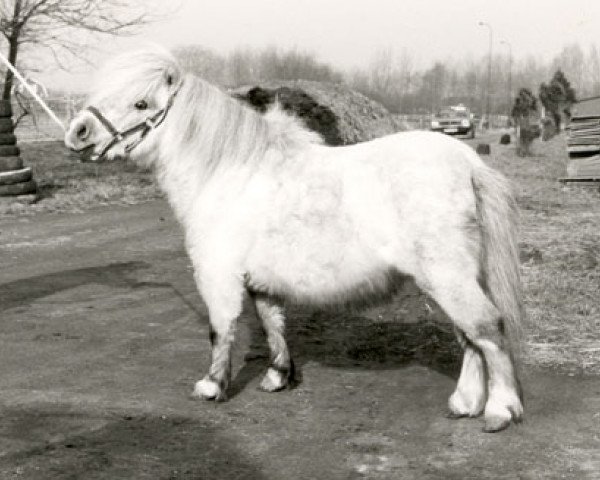 stallion Tony de Valk (Shetland pony (under 87 cm), 1978, from Yoga du Mury-Marais)