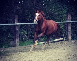 dressage horse Fablice SN (Westfale, 2000, from Florestan I)