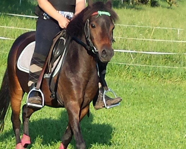 Pferd Manja (Kleines Deutsches Pony, 2004, von Jens)