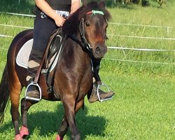 Pferd Manja (Kleines Deutsches Pony, 2004, von Jens)