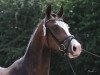 dressage horse Toffifee 31 (German Riding Pony, 2007, from Tizian)