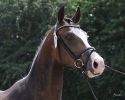 dressage horse Toffifee 31 (German Riding Pony, 2007, from Tizian)