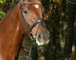 jumper Rienna 2 (Hanoverian, 2009, from Rob Roy)