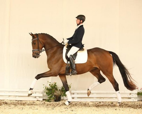 dressage horse Sir Arthus (Trakehner, 2012, from Buddenbrock)