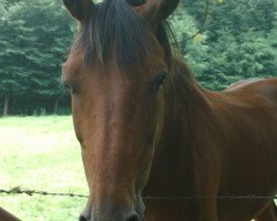 broodmare Calgary (Holsteiner, 1993, from Corleone)