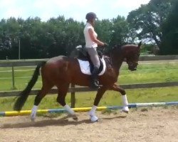 dressage horse Prinz Bernd (Hanoverian, 2010, from Bonifatius)