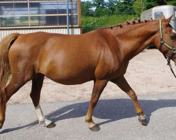 broodmare Sharon Ella (New Forest Pony, 2002, from Ralph)