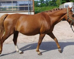 Zuchtstute Sharon Ella (New-Forest-Pony, 2002, von Ralph)