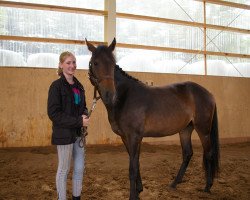 broodmare Nutoka (New Forest Pony, 2012, from Anydale Martien)