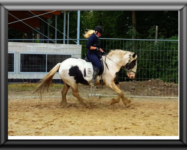 horse coco pops (Tinker / Irish Cob / Gypsy Vanner, 2007)