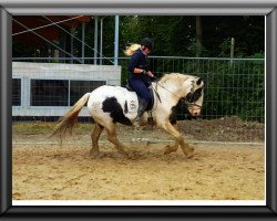 Pferd coco pops (Tinker / Irish Cob / Gypsy Vanner, 2007)