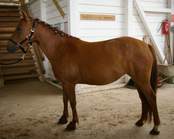 Zuchtstute Donna Lotta (New-Forest-Pony, 2009, von Nordstern's Samber)