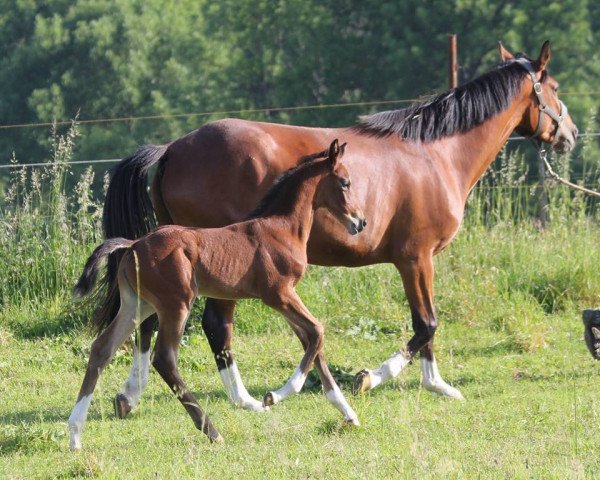 Zuchtstute Kate Ch (Trakehner, 2014, von Saint Cyr)