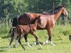 broodmare Kayleen (German Warmblood, 2010, from Aristo)