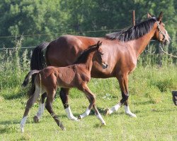 Zuchtstute Kayleen (Deutsches Reitpferd, 2010, von Aristo)