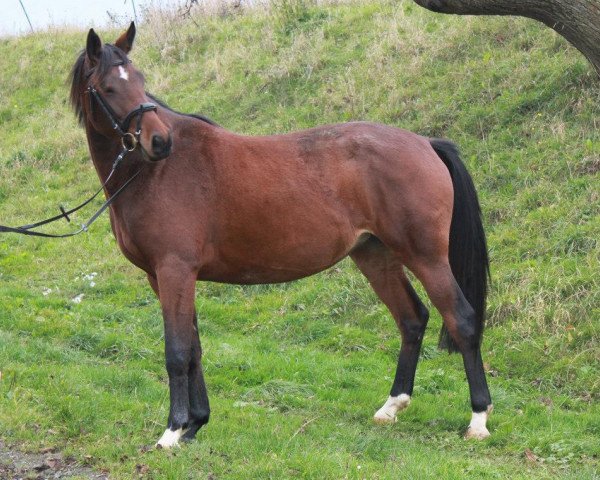 Zuchtstute Garnet (Deutsches Reitpferd, 2010, von Aristo)