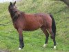 broodmare Garnet (German Warmblood, 2010, from Aristo)