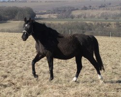 Zuchtstute Estefania (Trakehner, 2006, von Best Before Midnight)