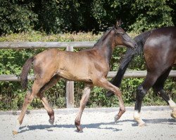 stallion Easy Touch (Trakehner, 2015, from Touch my Heart)