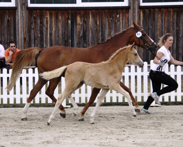 Zuchtstute Glücksfee TR (Deutsches Reitpony, 2015, von Golden West NRW)