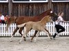 Zuchtstute Glücksfee TR (Deutsches Reitpony, 2015, von Golden West NRW)