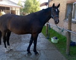 Pferd Fernando (Württemberger, 1995, von Fleiner)