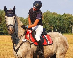 jumper Cahleesi (German Sport Horse, 2011, from Cum Laude 6)