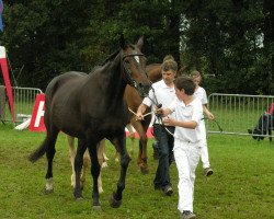 Zuchtstute Kilucienne (KWPN (Niederländisches Warmblut), 1992, von Michelangelo)