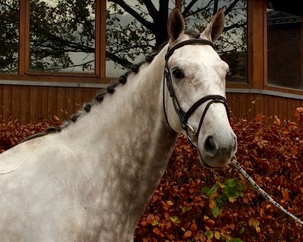 jumper Carlos (KWPN (Royal Dutch Sporthorse), 2011, from Zirocco Blue)