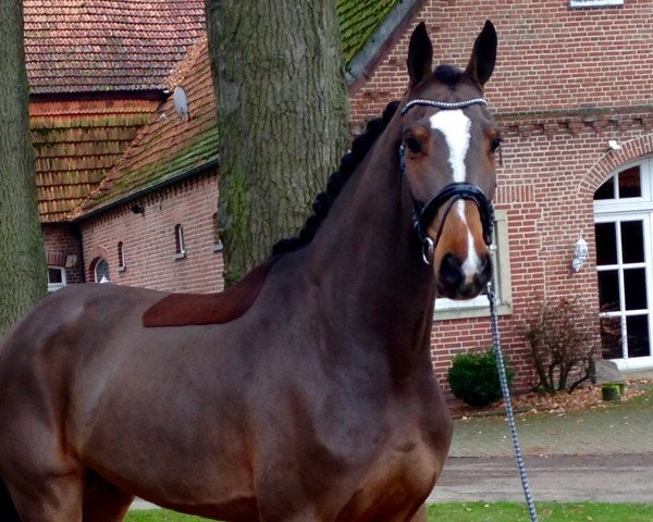 jumper County (Hanoverian, 2008, from Conteur)