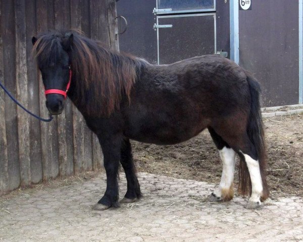 Zuchtstute Isarons Fiorella (Shetland Pony, 2012, von Kronprinz van den Niederlanden)