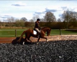 dressage horse Betty Barcley AT (Oldenburg, 2011, from Bordeaux 28)