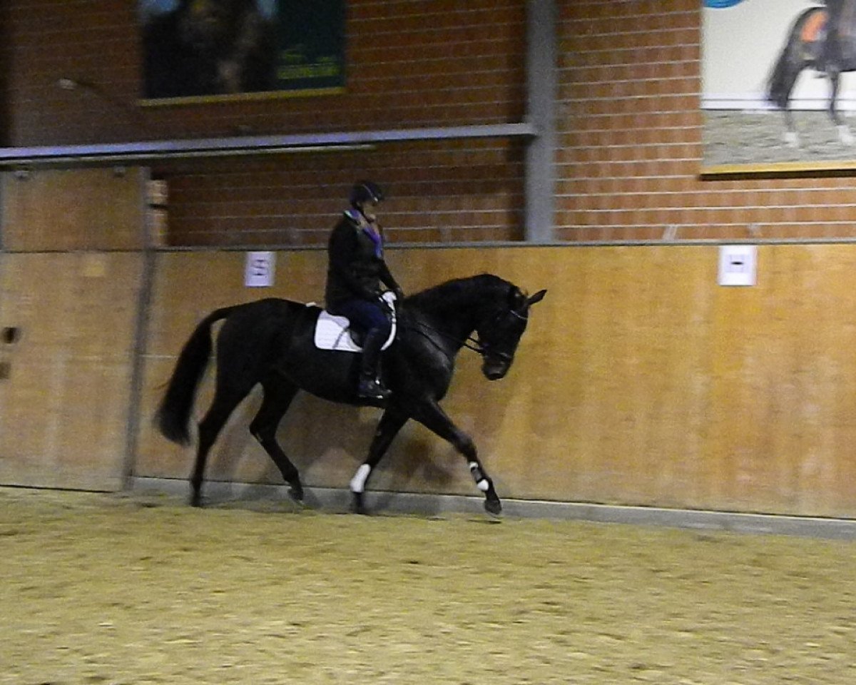jumper Sambuca 88 (Mecklenburg, 2012, from Samba Hit I)