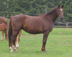 broodmare Floress (Westphalian, 1998, from Fleurop)