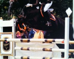 dressage horse Sonja 403 (Trakehner, 2004, from Black Magic Boy)