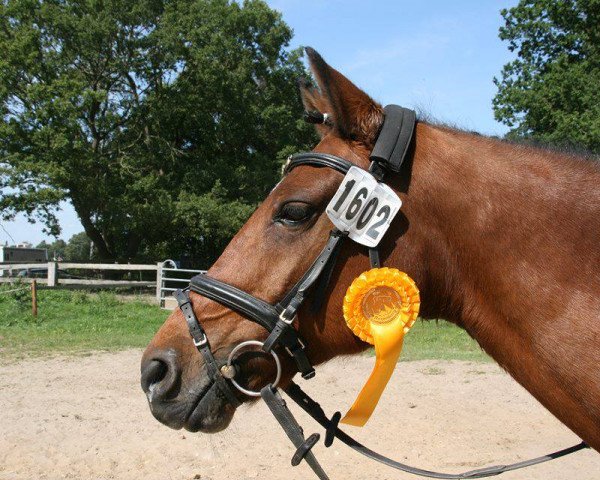 broodmare Gianna (German Riding Pony, 1997, from Andy)