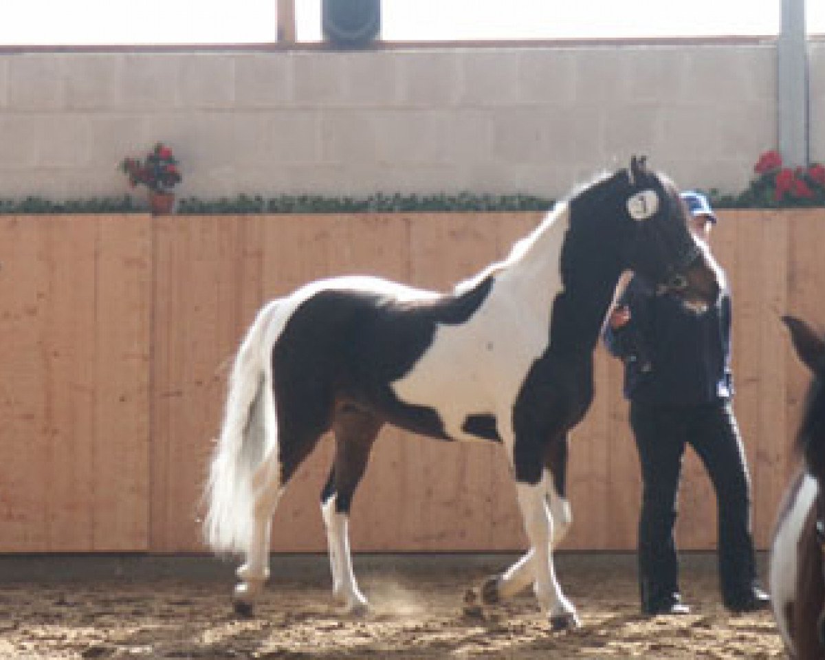 stallion Asterix vom Tollmoor (Lewitzer, 2000, from Agnus Dei)
