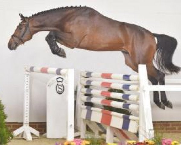 stallion Vivant (Oldenburg show jumper, 2013, from Vivant)