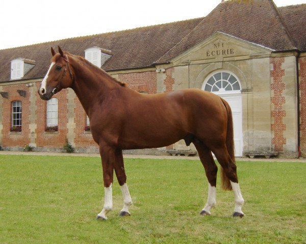 stallion Belfort G (Hanoverian, 1993, from Brentano II)