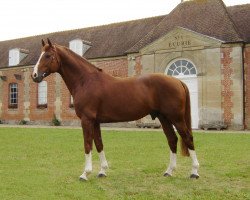 stallion Belfort G (Hanoverian, 1993, from Brentano II)