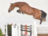 Springpferd No Limit van Thornesele (Belgisches Warmblut, 2013, von Nonstop)